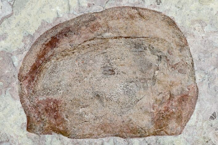 Phyllocarid (Branchiocaris) Fossil - Utah #113140